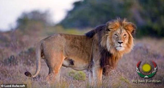 lion3