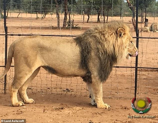 lion4